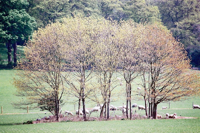 ragley_sheep_645.jpg