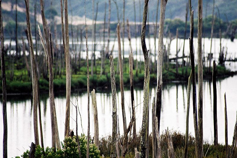 estuary_trees.jpg