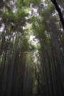The Path of Bamboo, Arashiyama, Kyoto