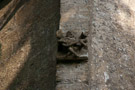 Citole player on the 15th Century tower, Elkstone (N-W corner)