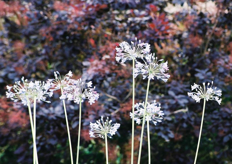 agapanthus.jpg